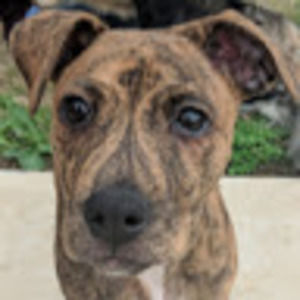 Meet your Posher, Rayna